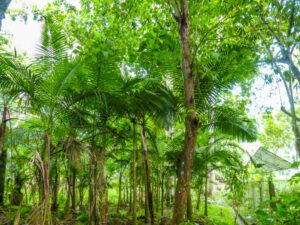 Metropolitan Natural Park in Panama City