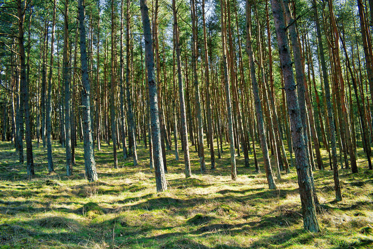 Image of Smiltyne pine forest trees